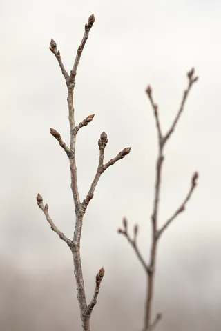 One sharp and one blurred leafless twig with small brown buds.