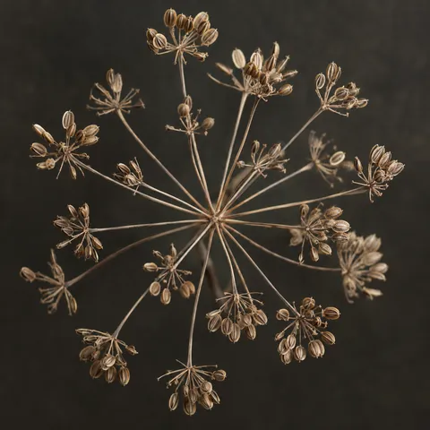 Tan fennel-like seed clusters on fine radial stems against charcoal.