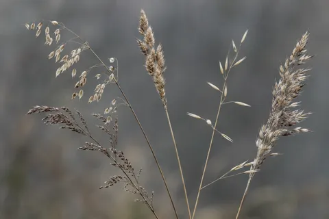 Five dry grass stems with varied beige and brown seed heads.