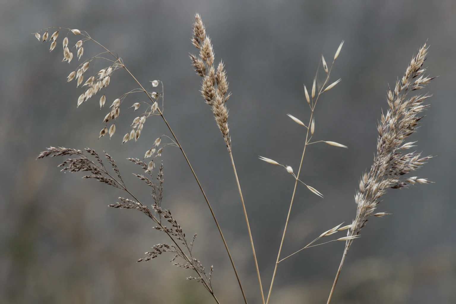 Five dry grass stems with varied beige and brown seed heads.