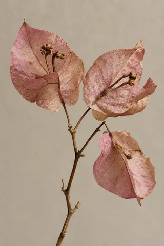 Three pink-tan papery bract groups with tiny dried flower remnants.