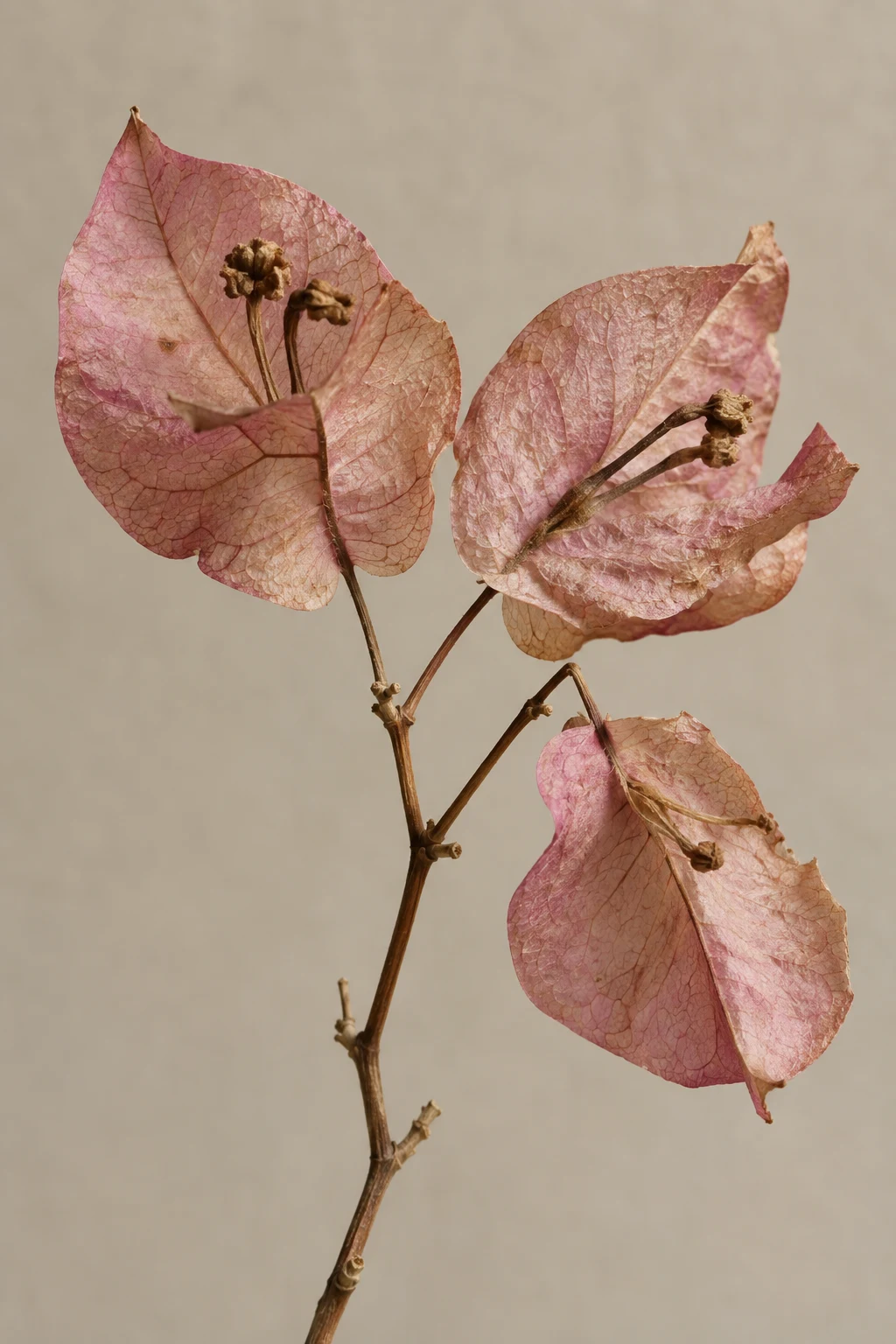 Three pink-tan papery bract groups with tiny dried flower remnants.