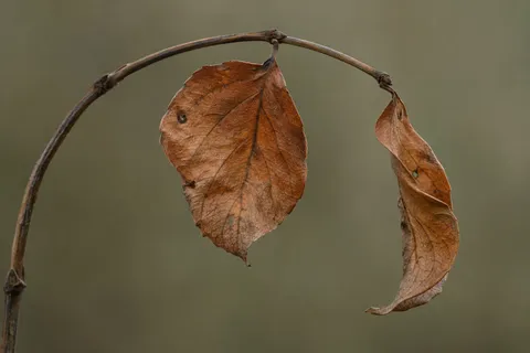 Two dry brown leaves with fine veins and small holes on a bowed twig.