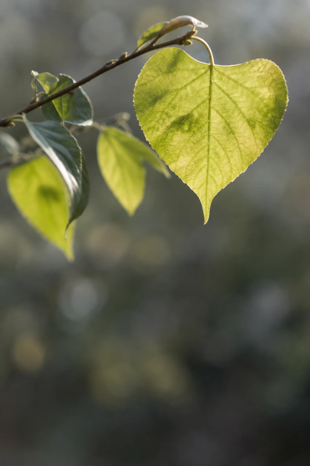 Light green heart-shaped leaf with visible veins on a diagonal twig.