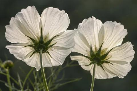 Back view of two white cosmos blooms with green sepals and translucent petal veins.
