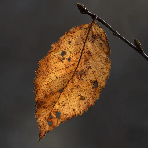 Amber autumn leaf with small holes and dark veins hanging from a twig.