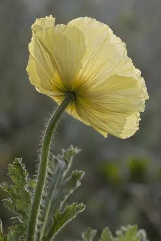 Backlit pale yellow poppy seen from below, with translucent petals and a fuzzy stem.