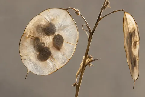 Two translucent honesty pods at different angles on a brown branching stem.