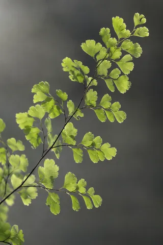 Maidenhair fern with pale green leaflets on dark fine branches.