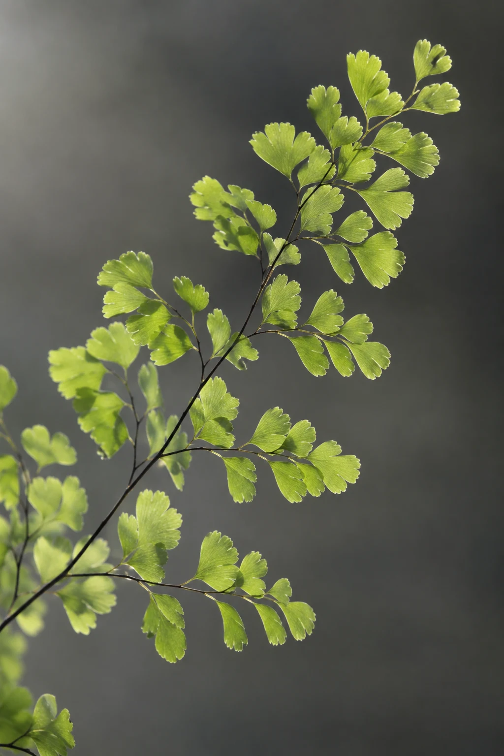Maidenhair fern with pale green leaflets on dark fine branches.