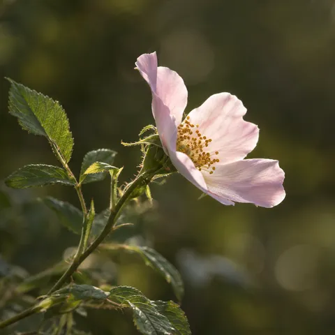 Side-facing pale pink rose with golden stamens and a thorny green stem.
