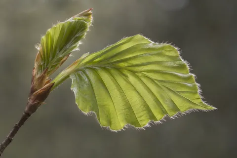 Pale green beech leaf with a folded young leaf behind it and fine edge hairs.