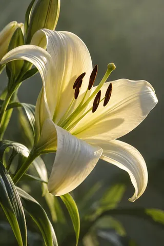 Side-lit cream lily with separate dark anthers, a green pistil and curved petals.
