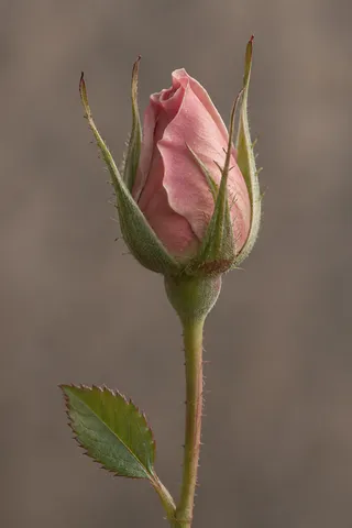 Pink rose bud with long green sepals and one small serrated leaf.