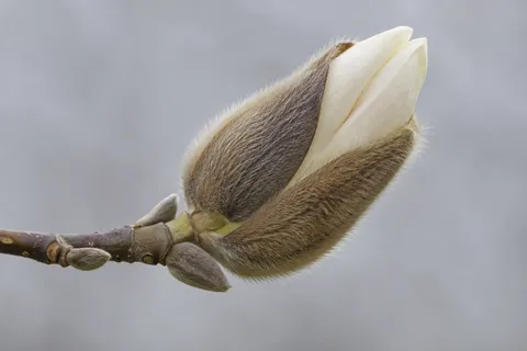 Partly opening magnolia bud with fine fuzzy outer scales on a short twig.