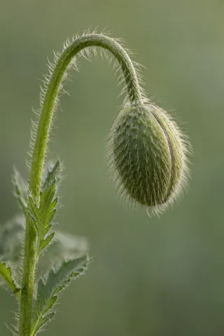 Unopened oval poppy bud with a narrow seam and fine hairs on an arched stem.