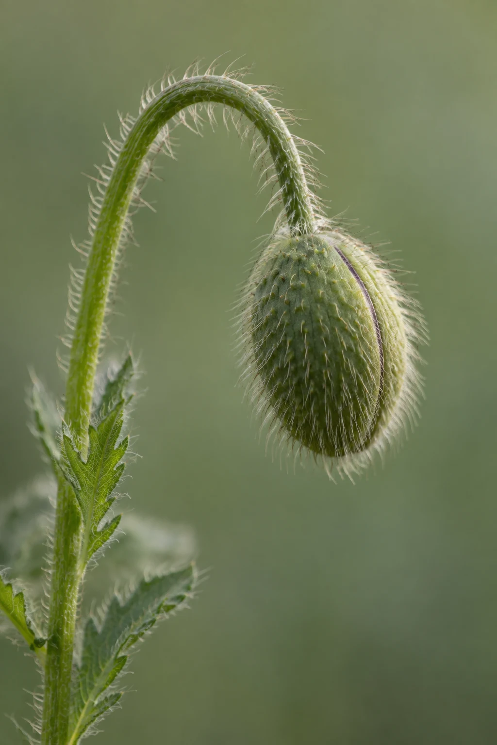 Unopened oval poppy bud with a narrow seam and fine hairs on an arched stem.