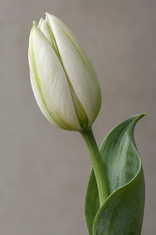 White tulip bud with pale green lines and a broad curling leaf against gray.