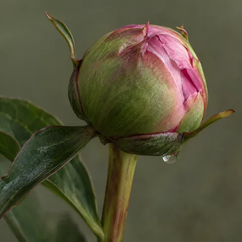 Round green peony bud with pink petals emerging and a small water drop below.