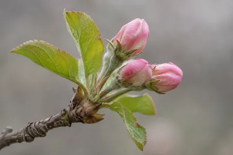 Small cluster of closed pink buds and young green leaves on a short branch.
