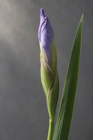 Slender purple iris bud in a pale green sheath with a long blade leaf.