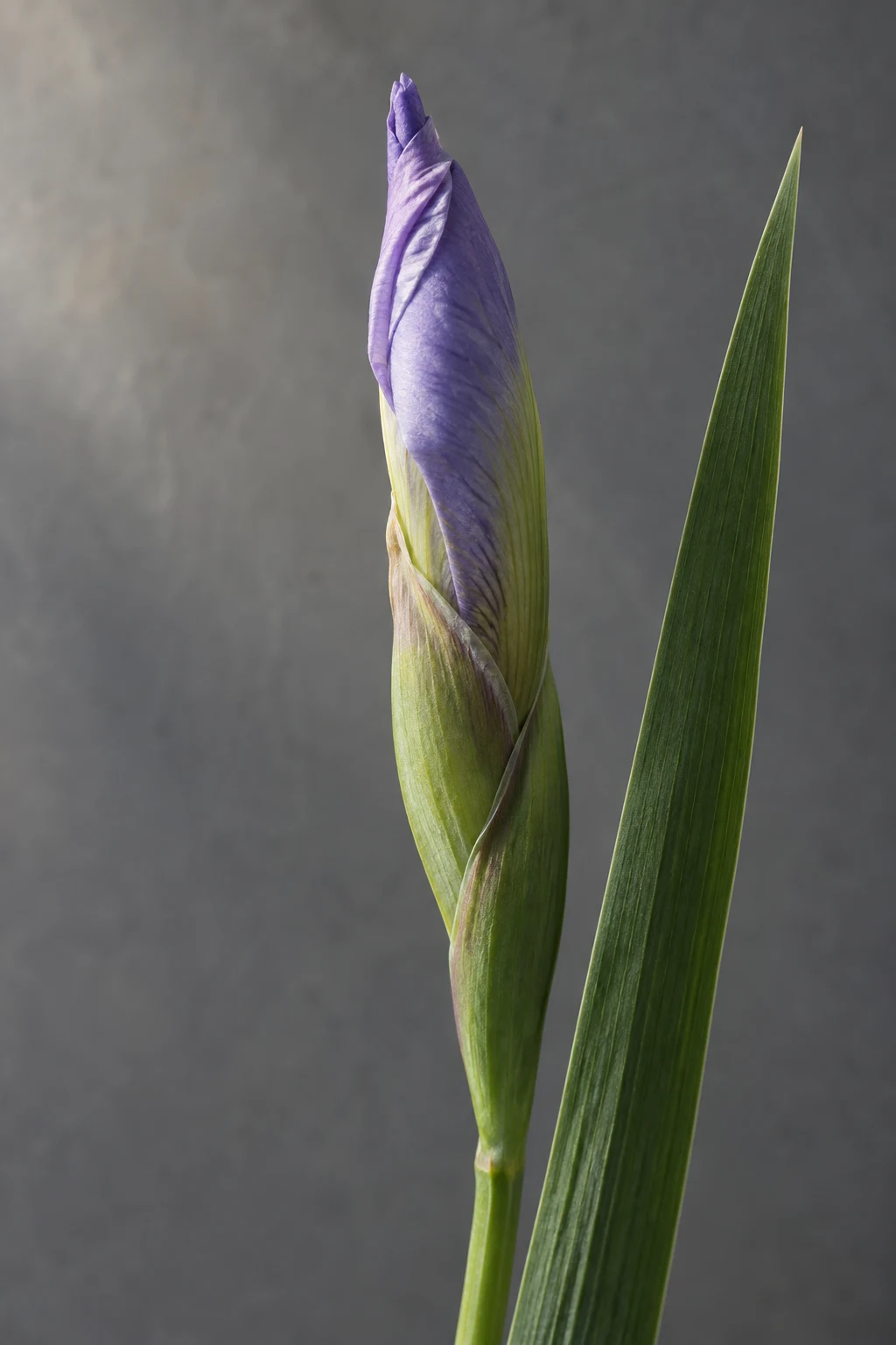 Slender purple iris bud in a pale green sheath with a long blade leaf.