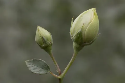 Two closed pale green flower buds of unequal size on a branched stem.