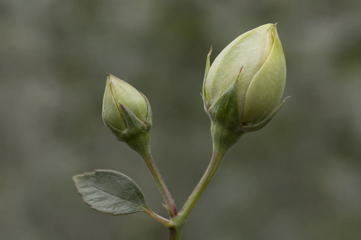 Two closed pale green flower buds of unequal size on a branched stem.