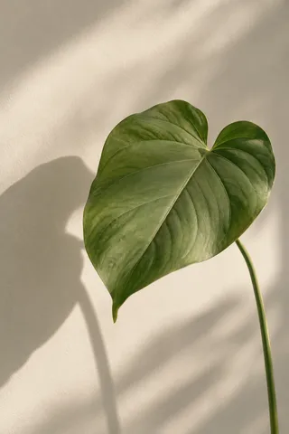 One broad green leaf at right with an enlarged shadow at left on a pale wall.