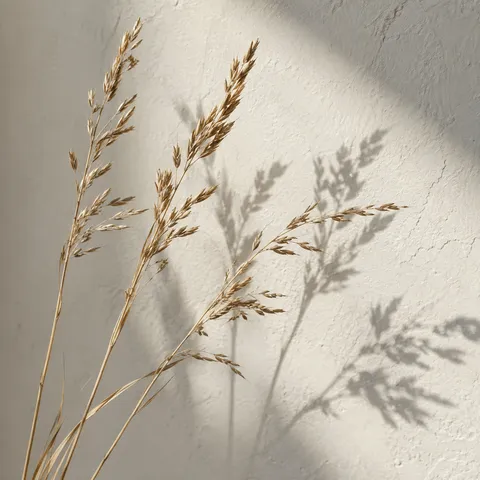 Golden grass stems at varied angles casting gray shadows onto pale plaster.