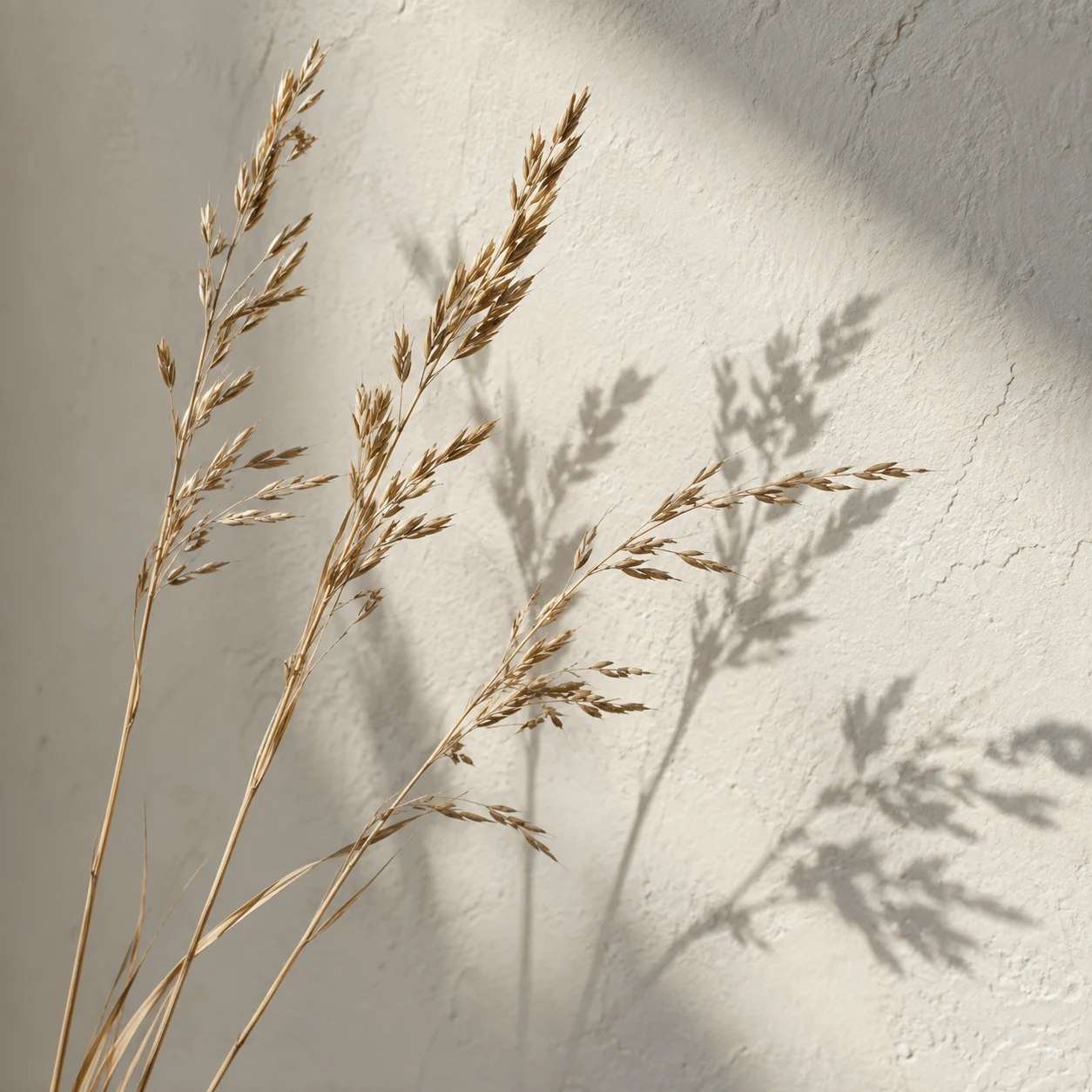 Golden grass stems at varied angles casting gray shadows onto pale plaster.
