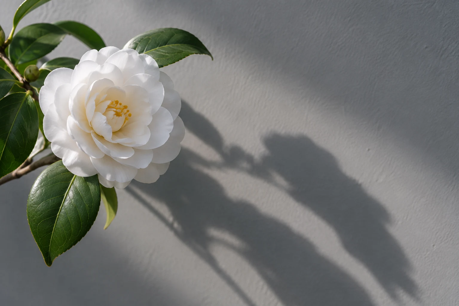 Layered white camellia with green leaves and an extended shadow on gray plaster.
