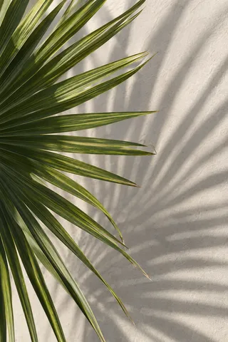 Separated green palm blades and repeated soft shadow lines on a warm white wall.