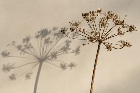 Dry umbel seed head on a ribbed brown stem beside a broad radial wall shadow.