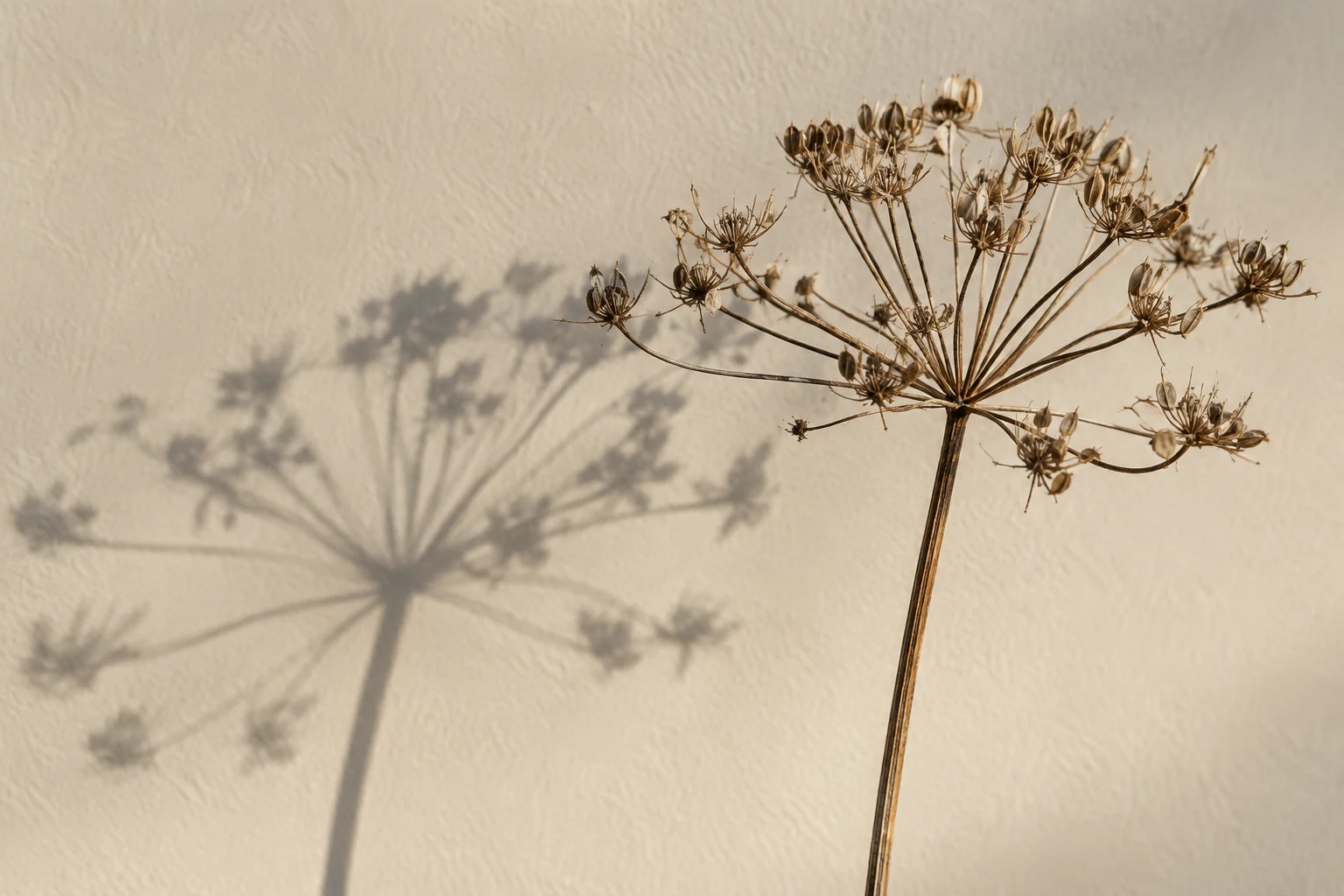Dry umbel seed head on a ribbed brown stem beside a broad radial wall shadow.
