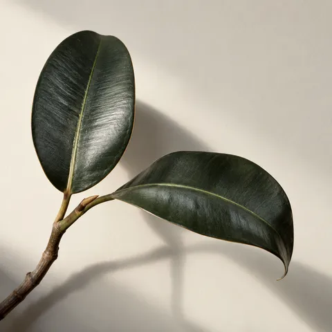 Two leathery green leaves on a curved branch with gray shadows on ivory.