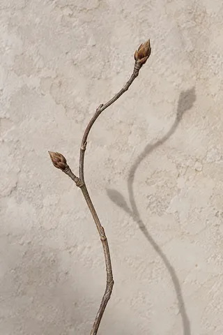 Bare curved stem with two brown buds and a soft offset shadow.