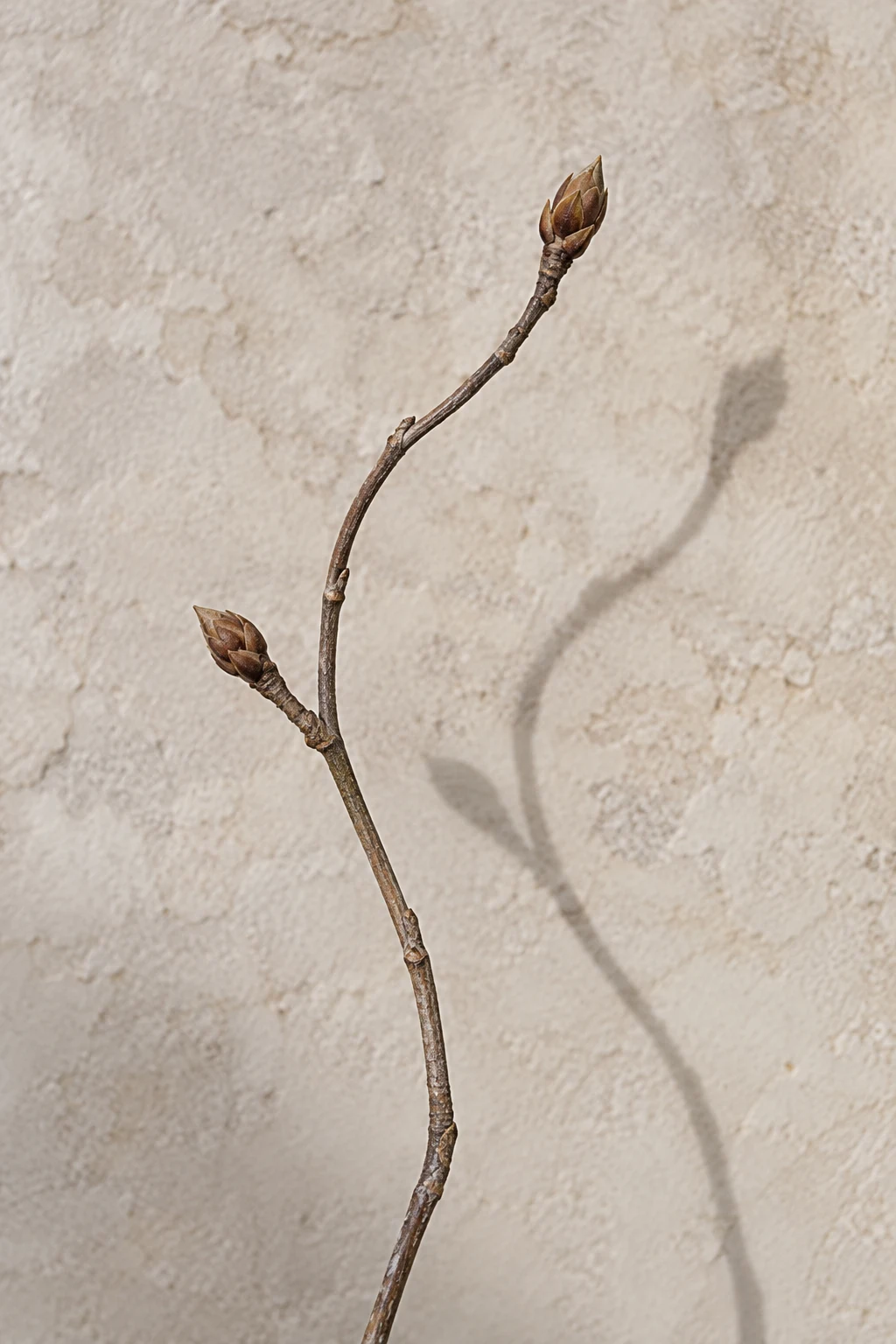 Bare curved stem with two brown buds and a soft offset shadow.