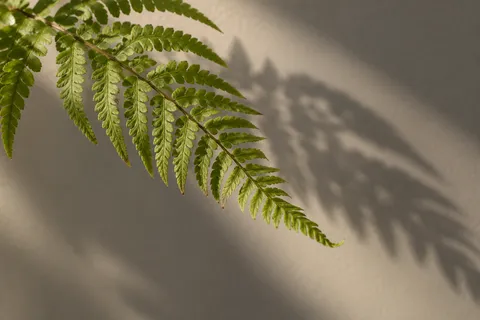 Green fern frond with varied paired leaflets and a soft shadow on warm gray plaster.