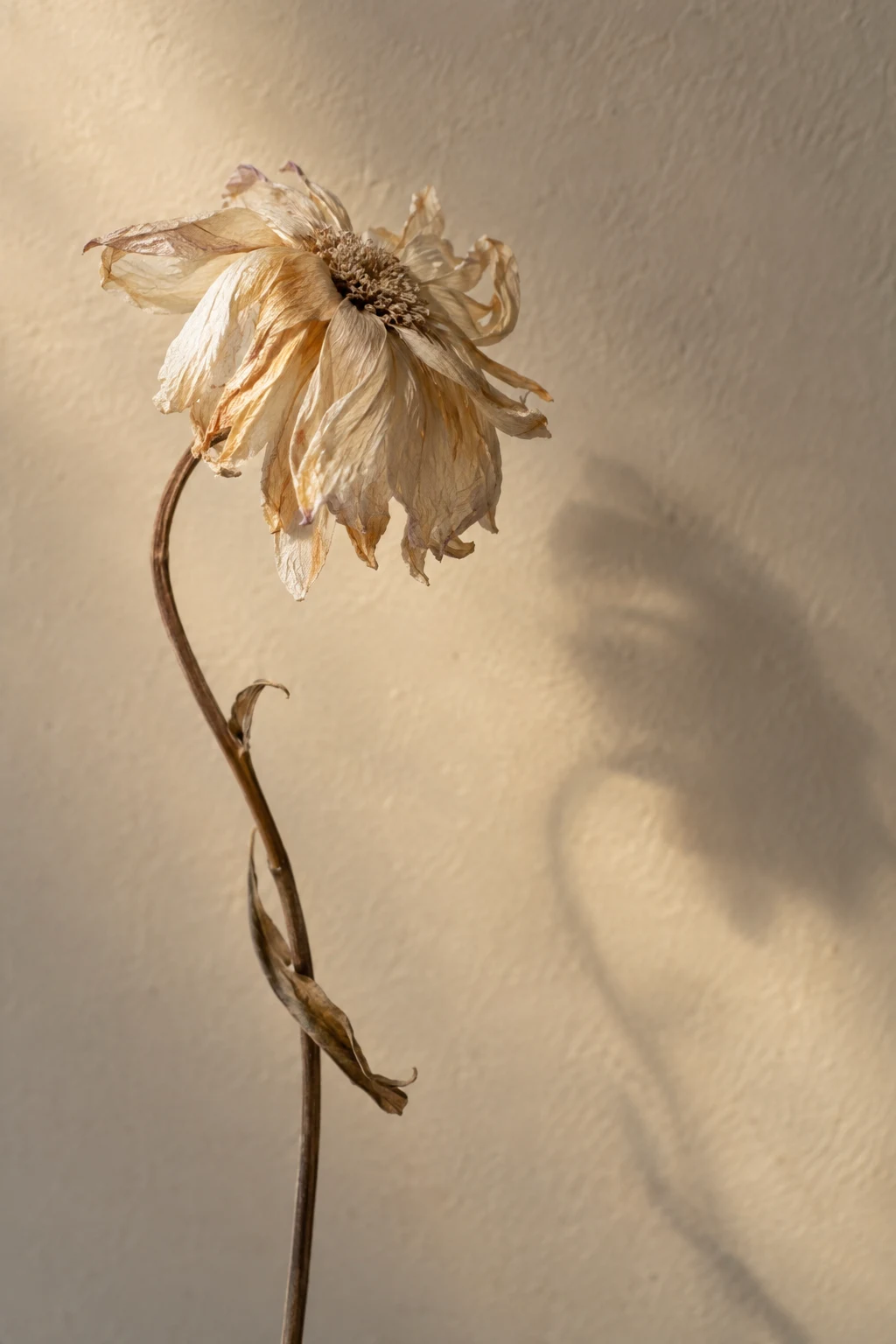 Pale tan dried flower on a curved brown stem with a blurred wall shadow.