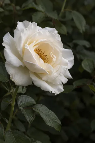 Large white garden rose with uneven petals, golden-brown stamens and dark green foliage.