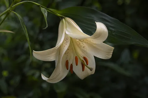 Downward-facing cream lily with curled tepals and separate russet anthers in green shade.