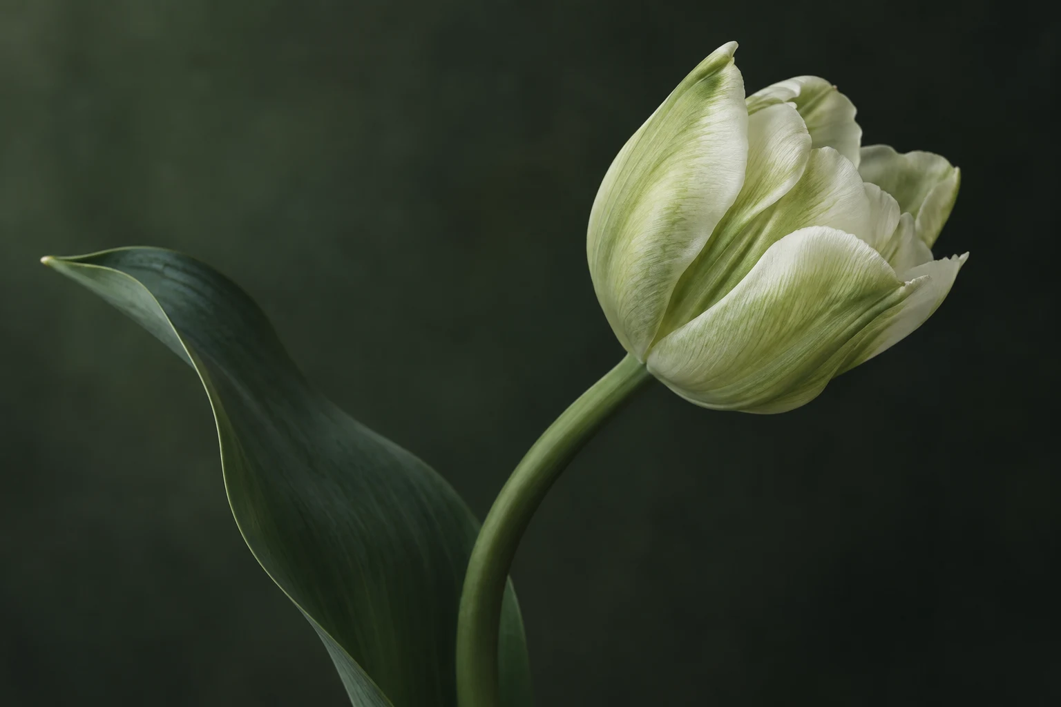 Pale green-striped tulip beside a broad green leaf against dark green blur.