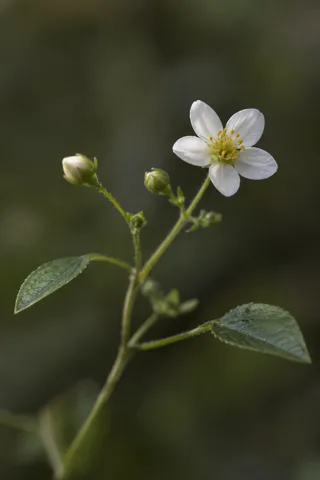 White flower with a yellow center, small buds and two leaves on a branching stem.