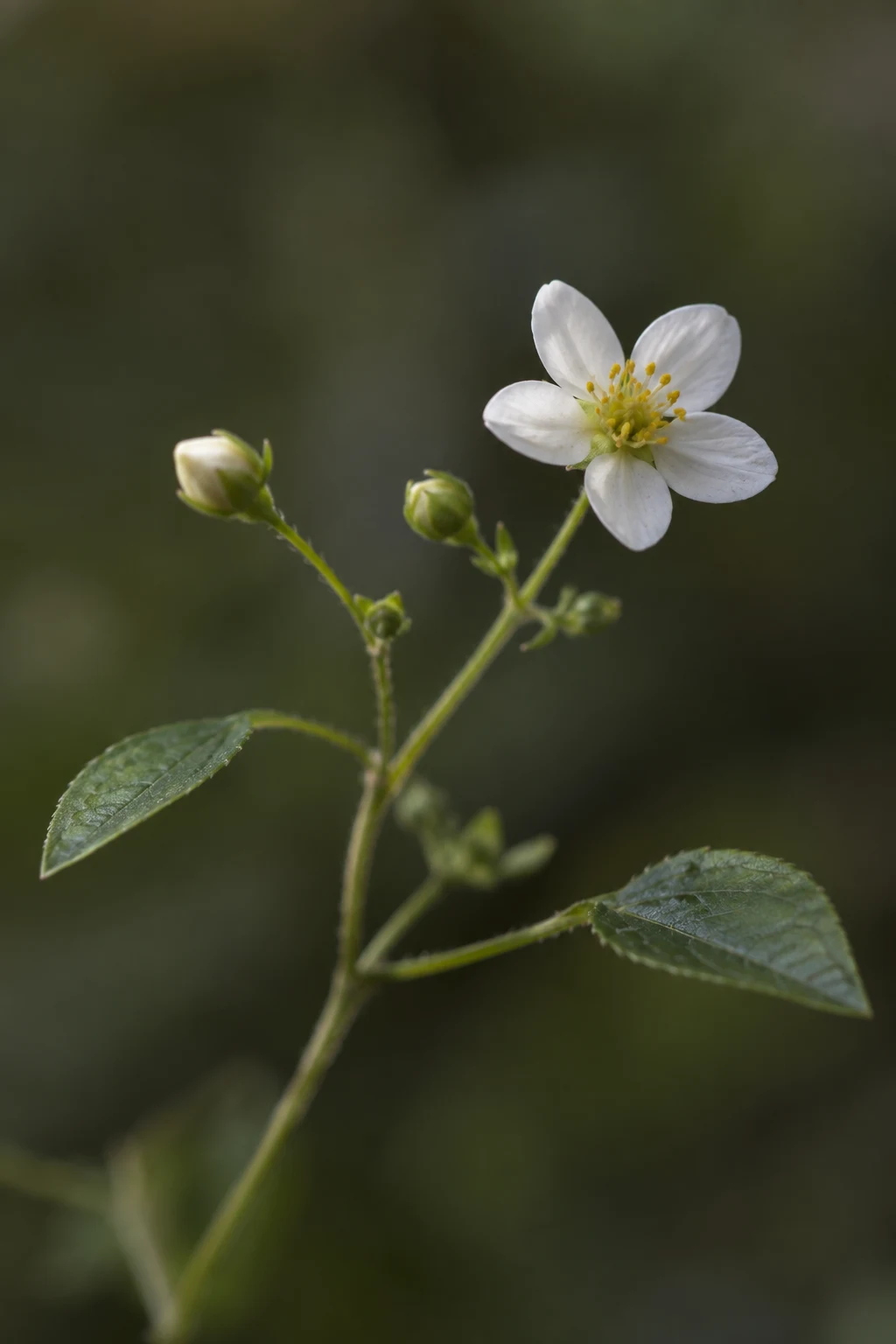 White flower with a yellow center, small buds and two leaves on a branching stem.