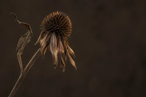 Dry spiked coneflower with hanging papery petals and one curled leaf against dark brown.