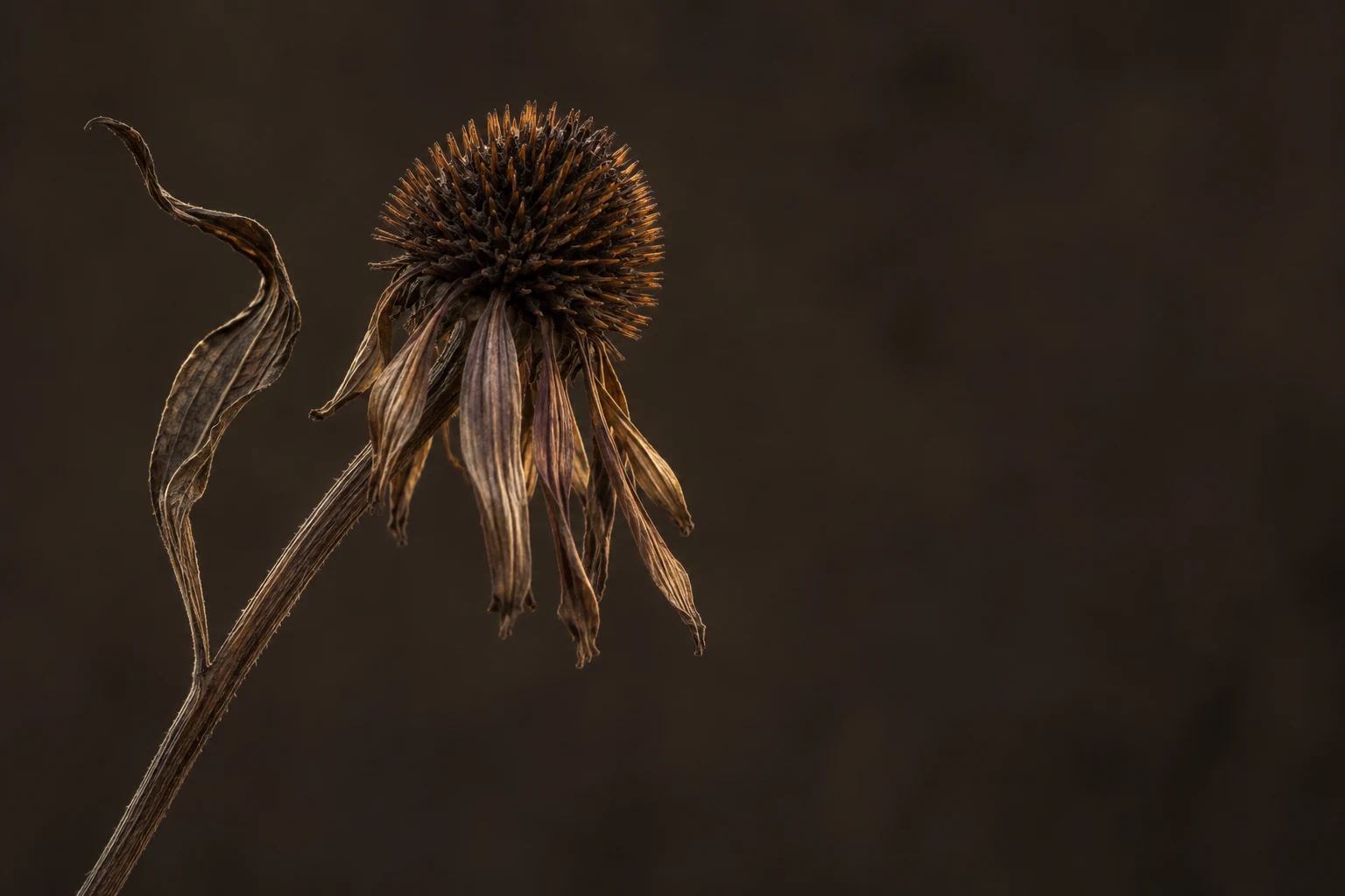 Dry spiked coneflower with hanging papery petals and one curled leaf against dark brown.
