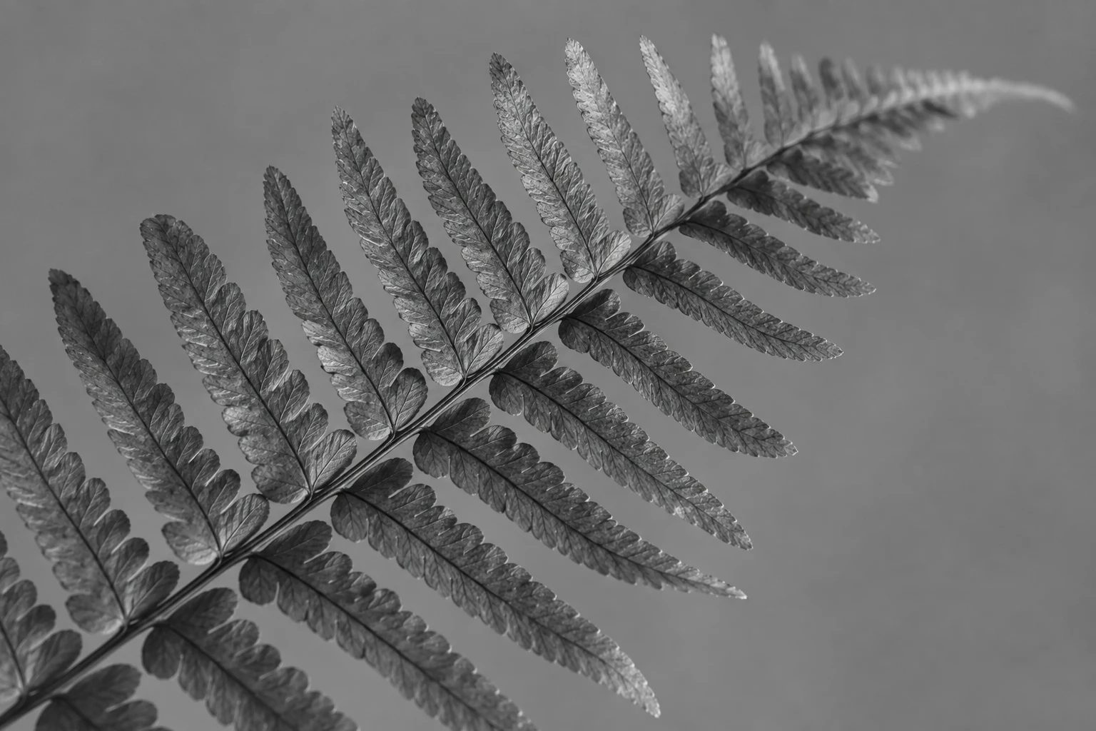 Black-and-white fern with paired textured leaflets across a plain gray background.