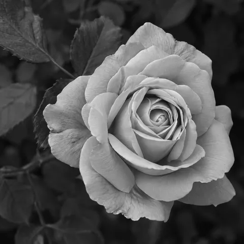Gray-white rose with layered petals and darker leaves behind.