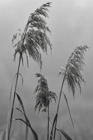 Three monochrome reed stems with uneven feathery heads on a fog-gray field.